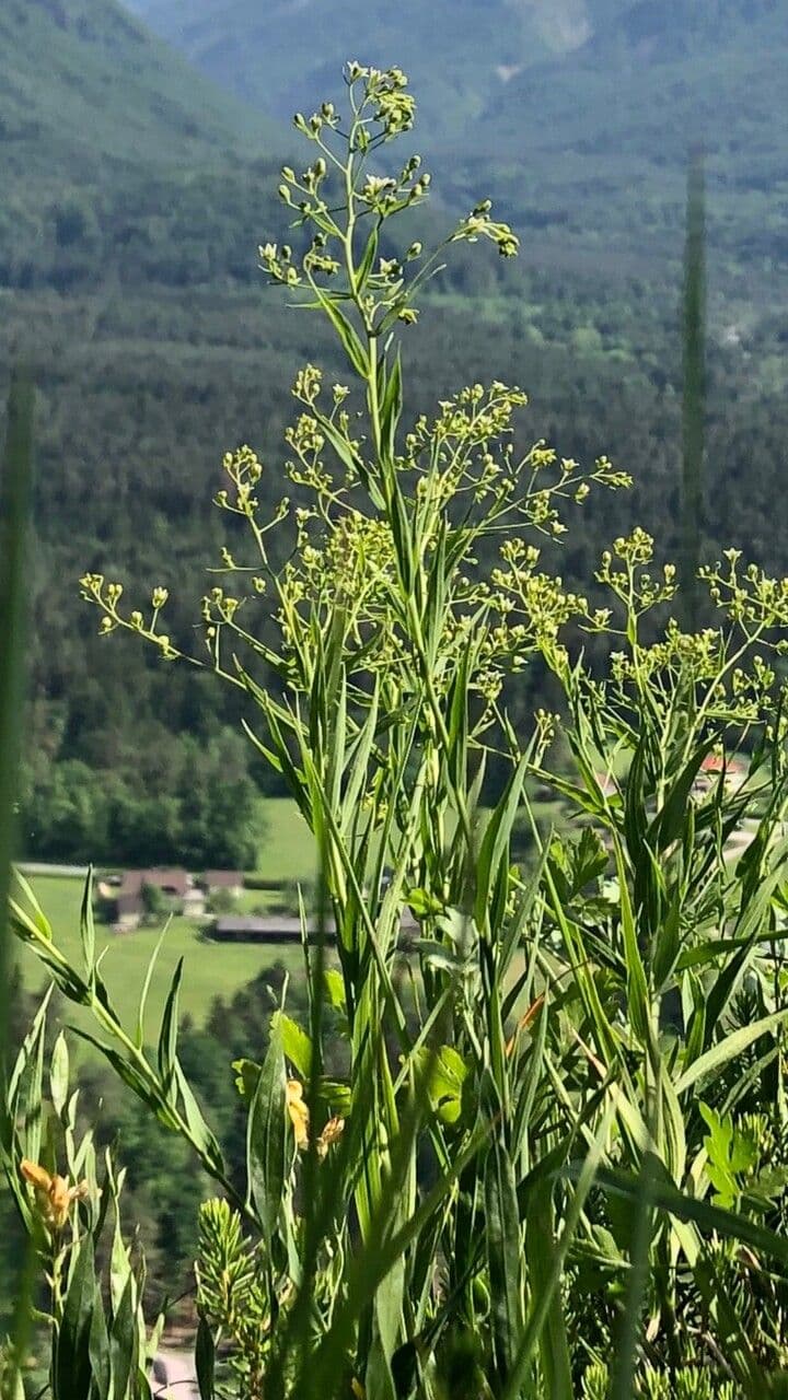 Tèsum bavarese 8