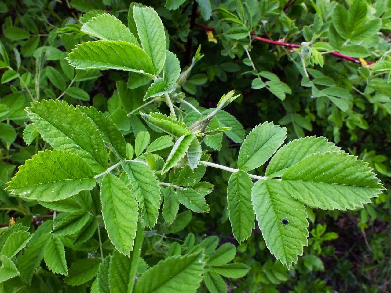 Rosa aspra 3