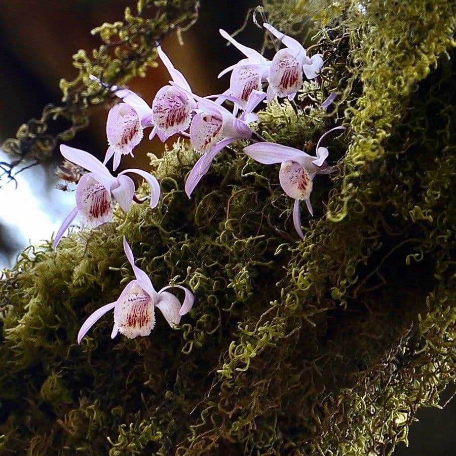 Pleione 2