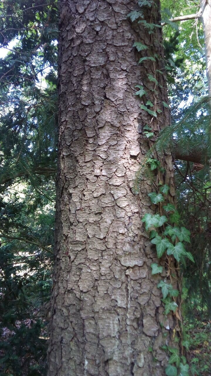 Abete brachytyla 15