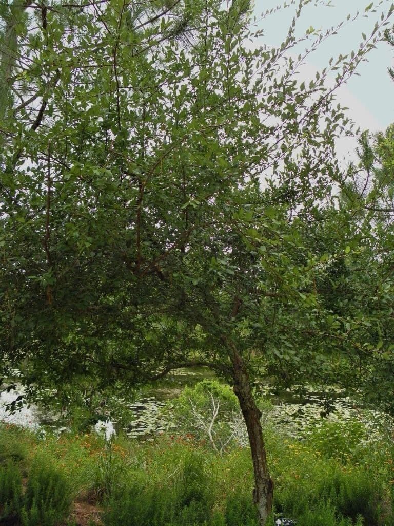 Susino selvatico 9