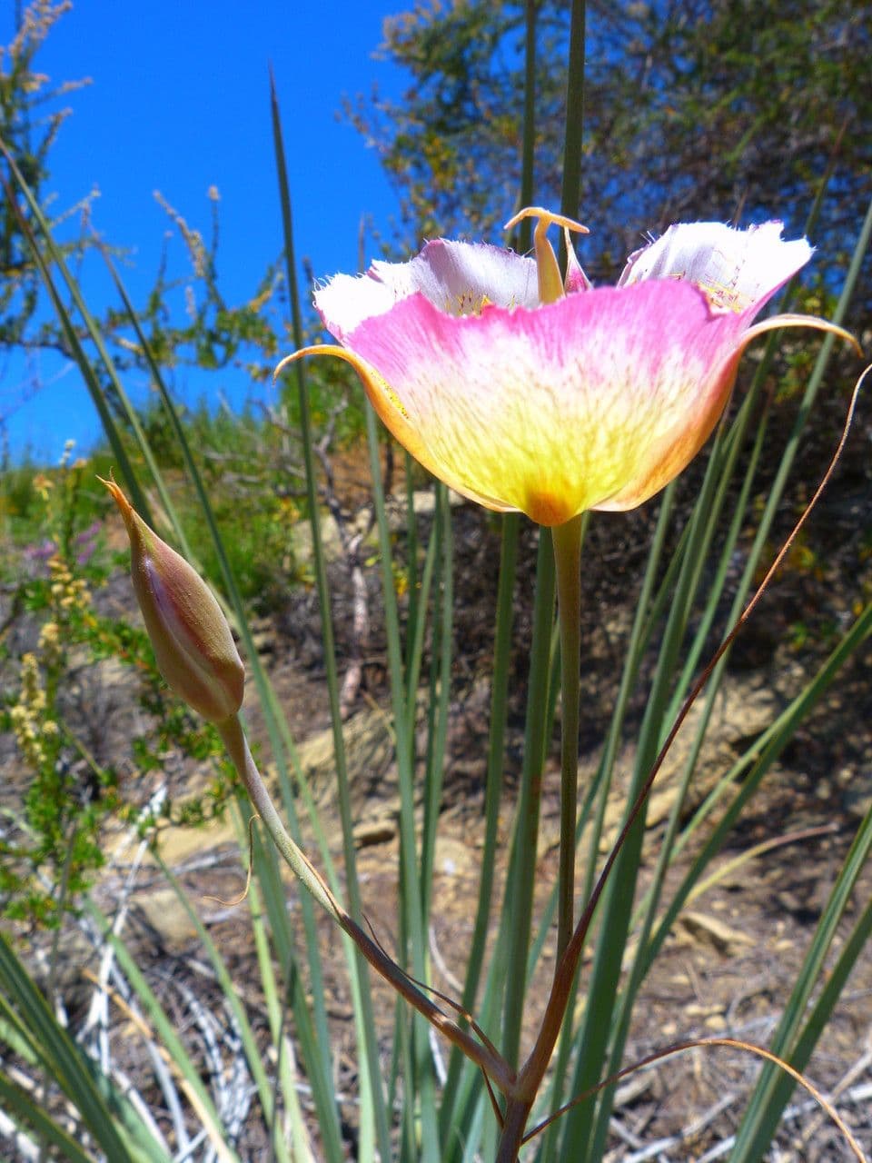 Calochortus plummerae 2