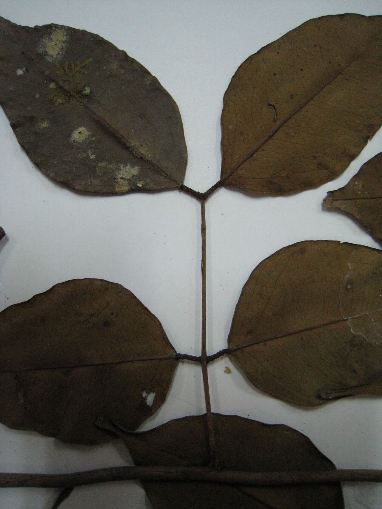 Macrolobium 3