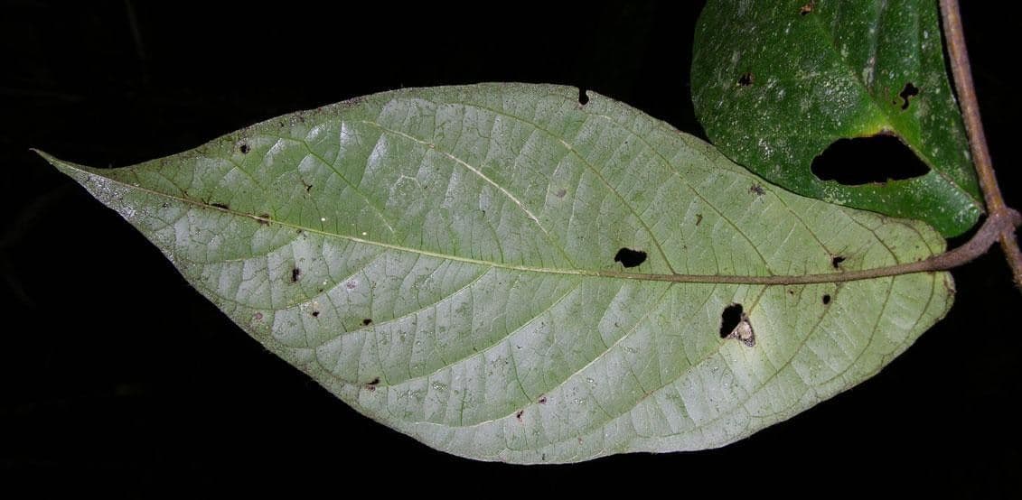 Hiraea 9