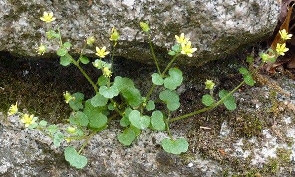 Zymbelkraut-Steinbrech 9