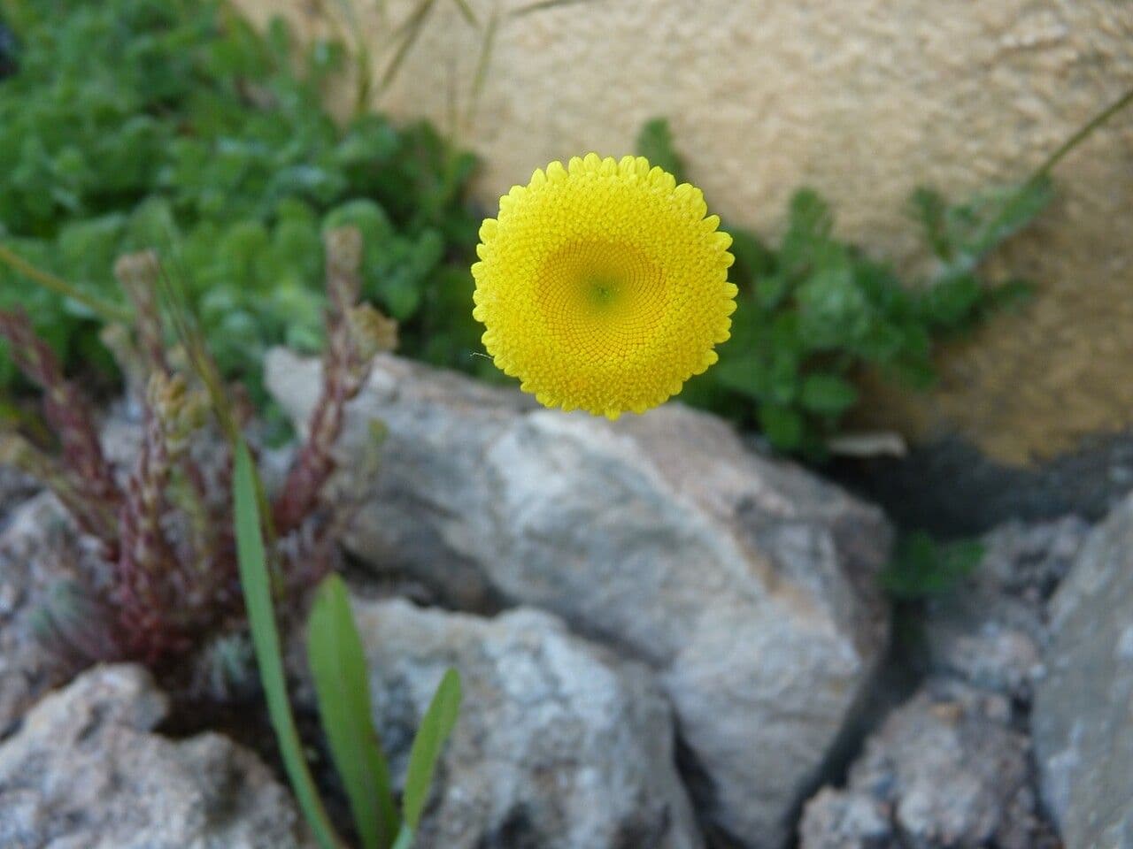 Anacyklus walencki 3