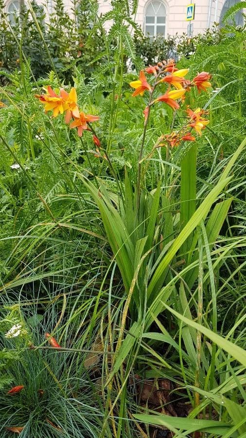 Crocosmia dorata 7