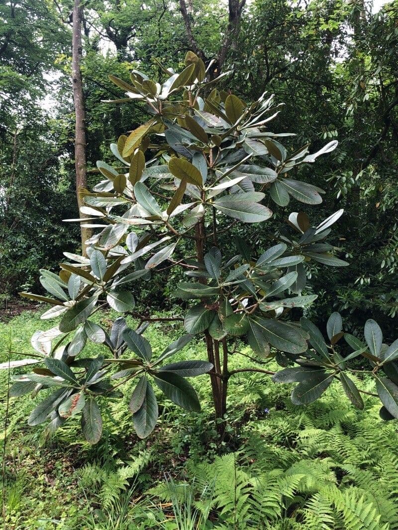Rododendron 15