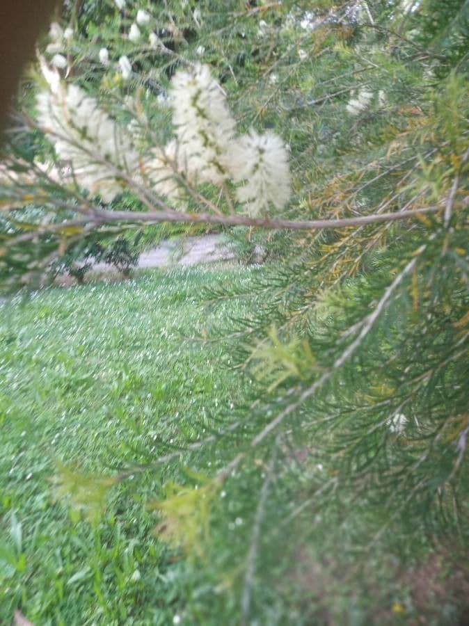 Melaleuca armillaris 19