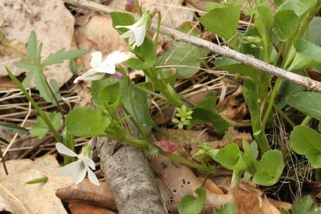 Viola striata 6