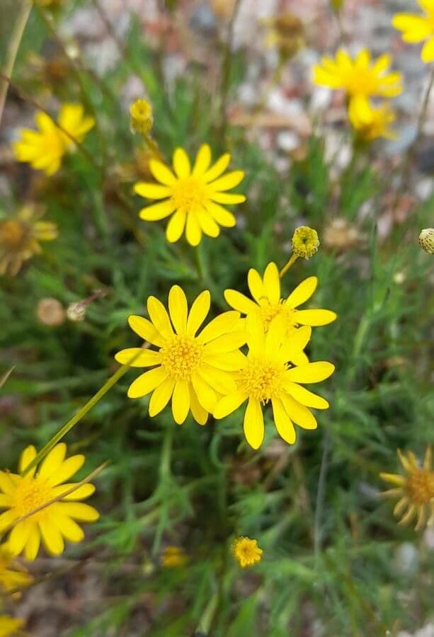 Senecio 2