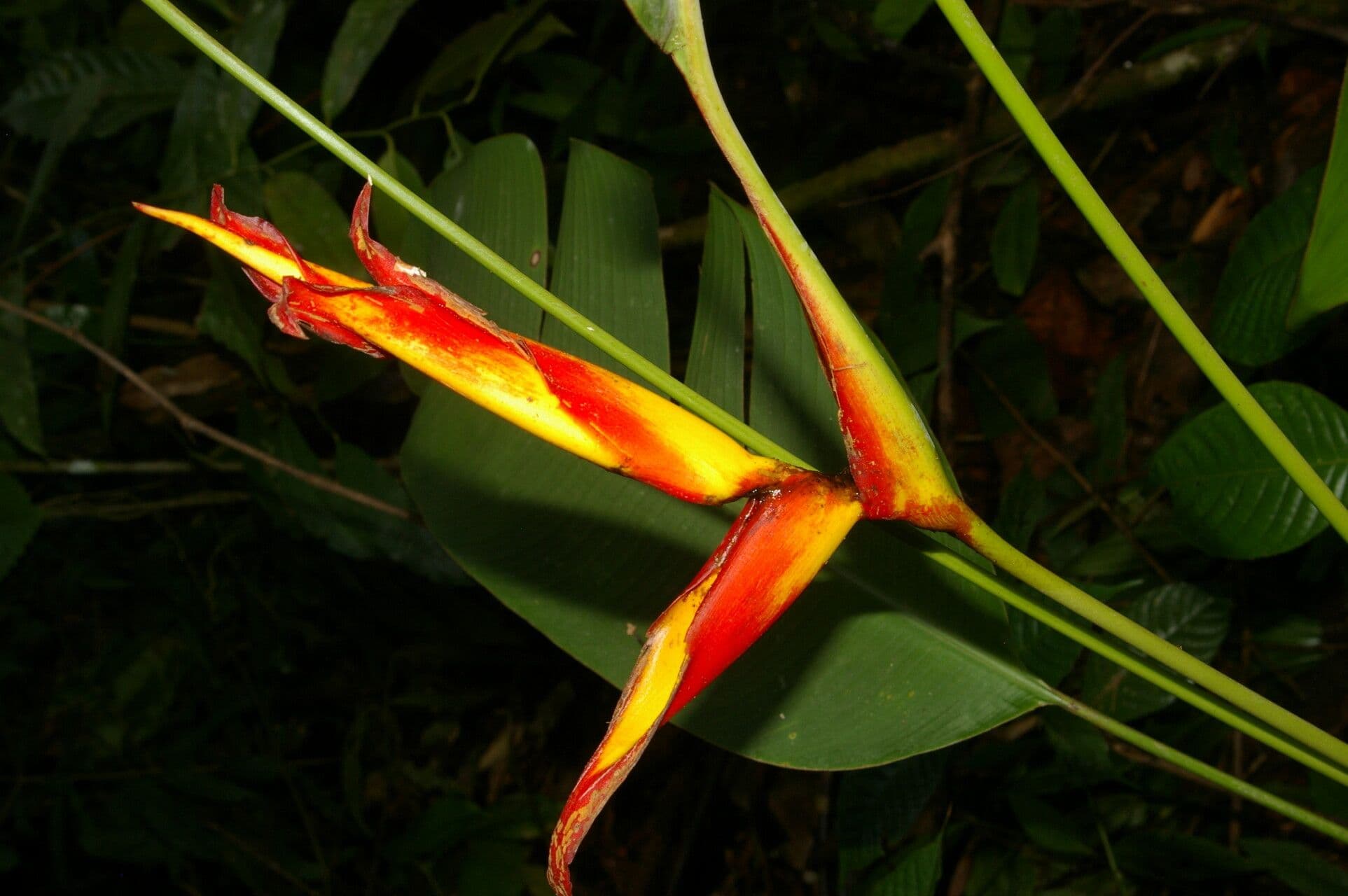 Plantain selvatico 8