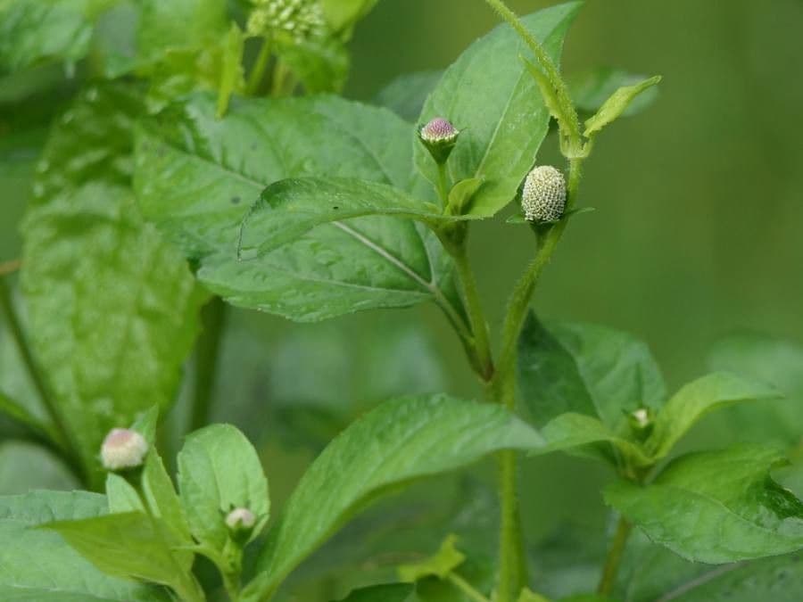 Acmella rastrera 3