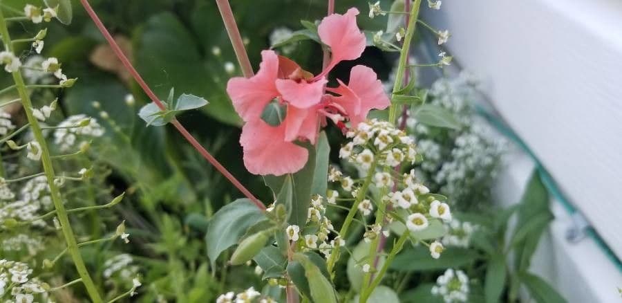 Clarkia 7