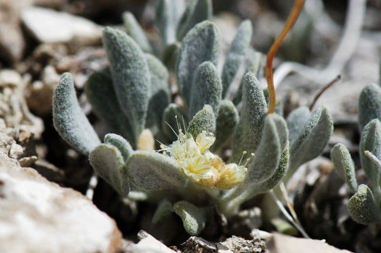 Eriogonum 4
