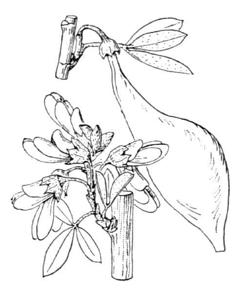 Anagyris fetida 26