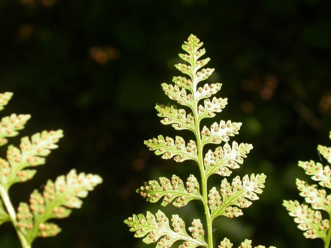 Cystopteris protrusa 8