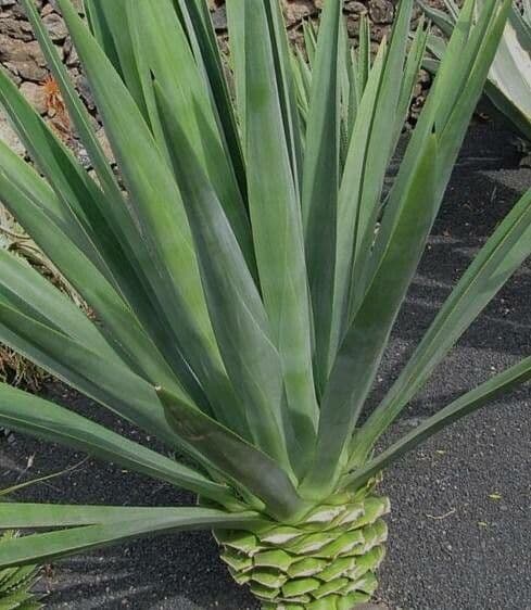 Agave fourcroydes 7