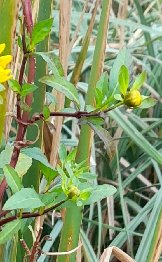 Bidens laevis 4