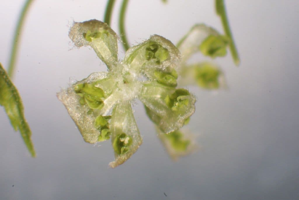 Celtis laevigata 7