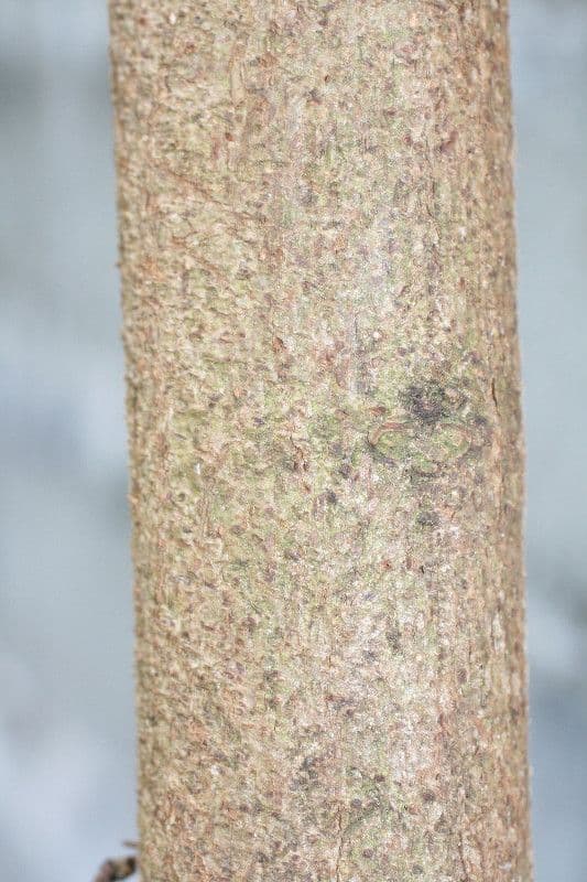 Baumwollbaum 20