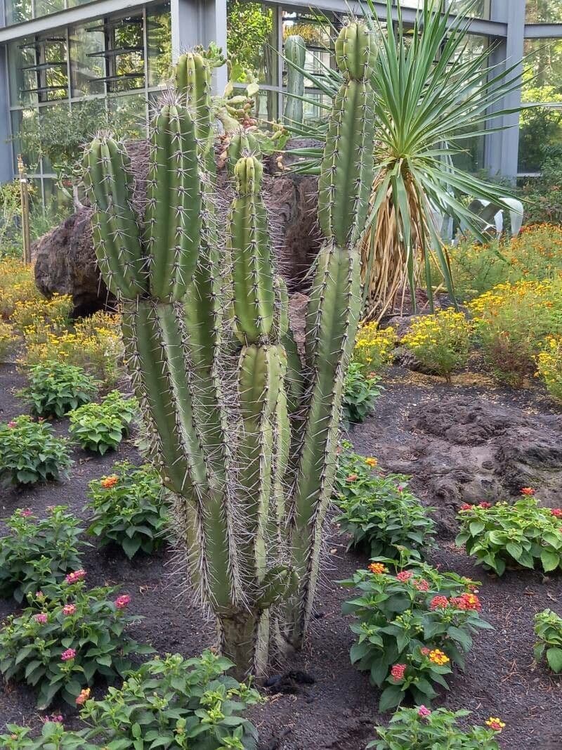 Cereus 2