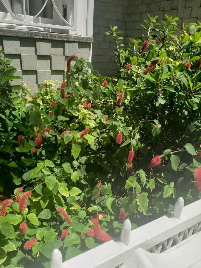 Acalypha a spiga grande 8