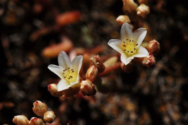 Dudleya 8