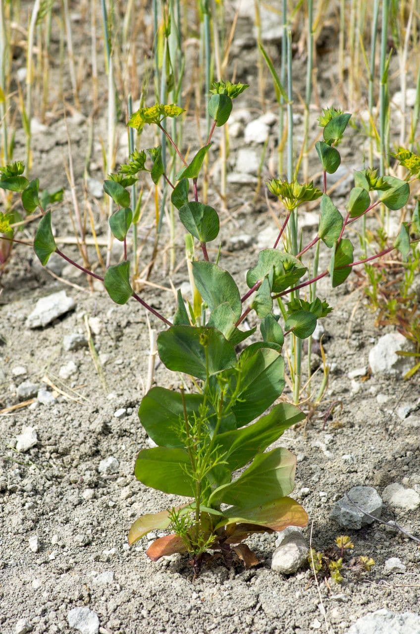 Bupleurum rotundifolium 12