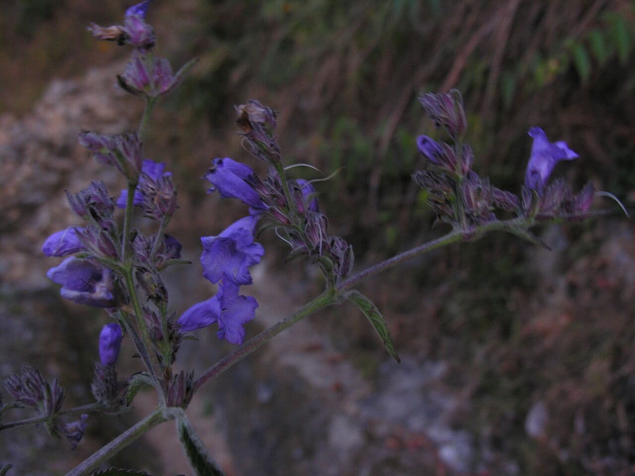 Strobilanthes 12