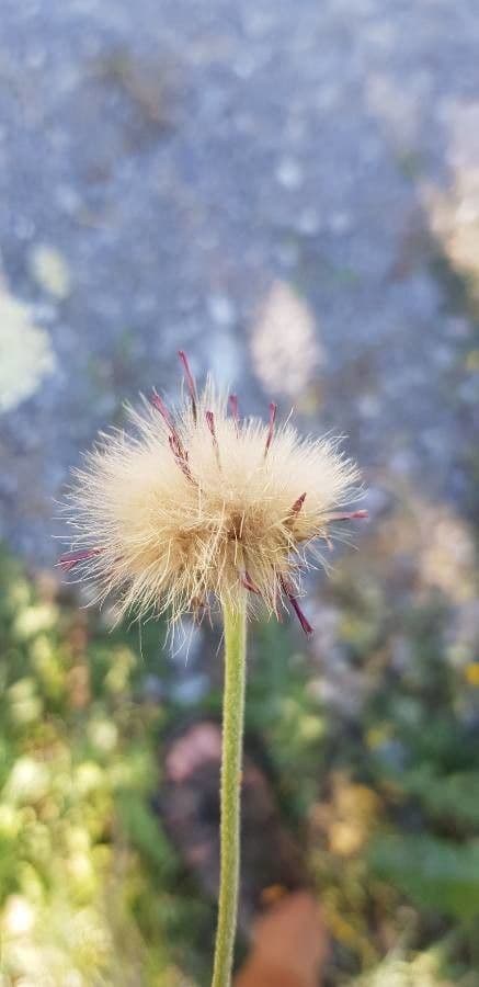 Knollen-Distel 2