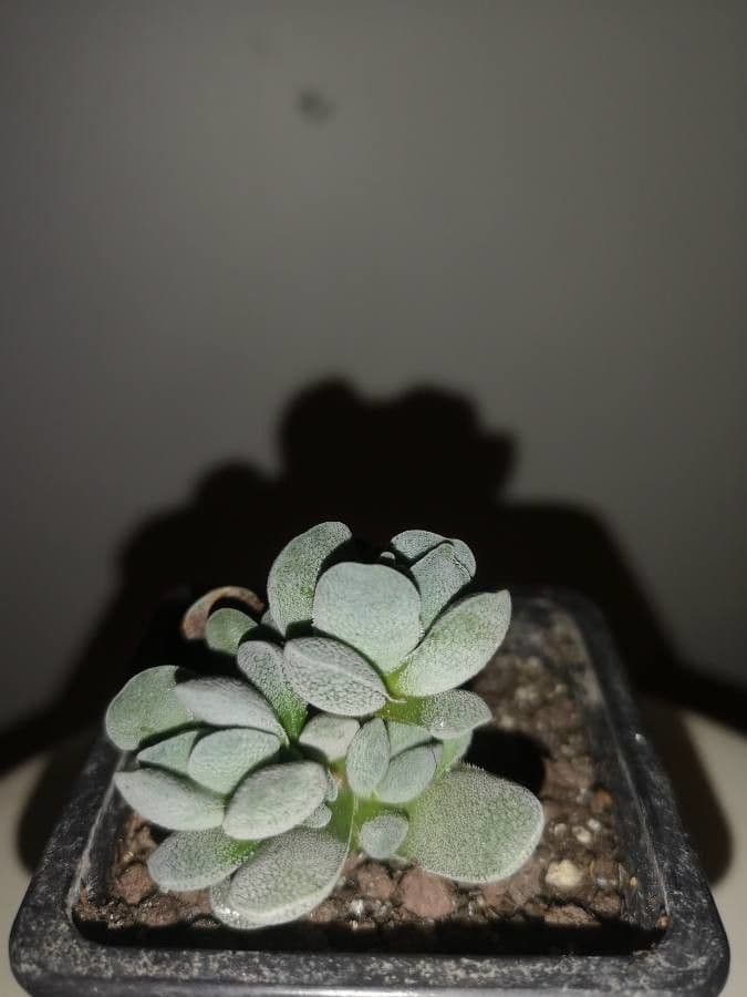 Crassula del tetto 5