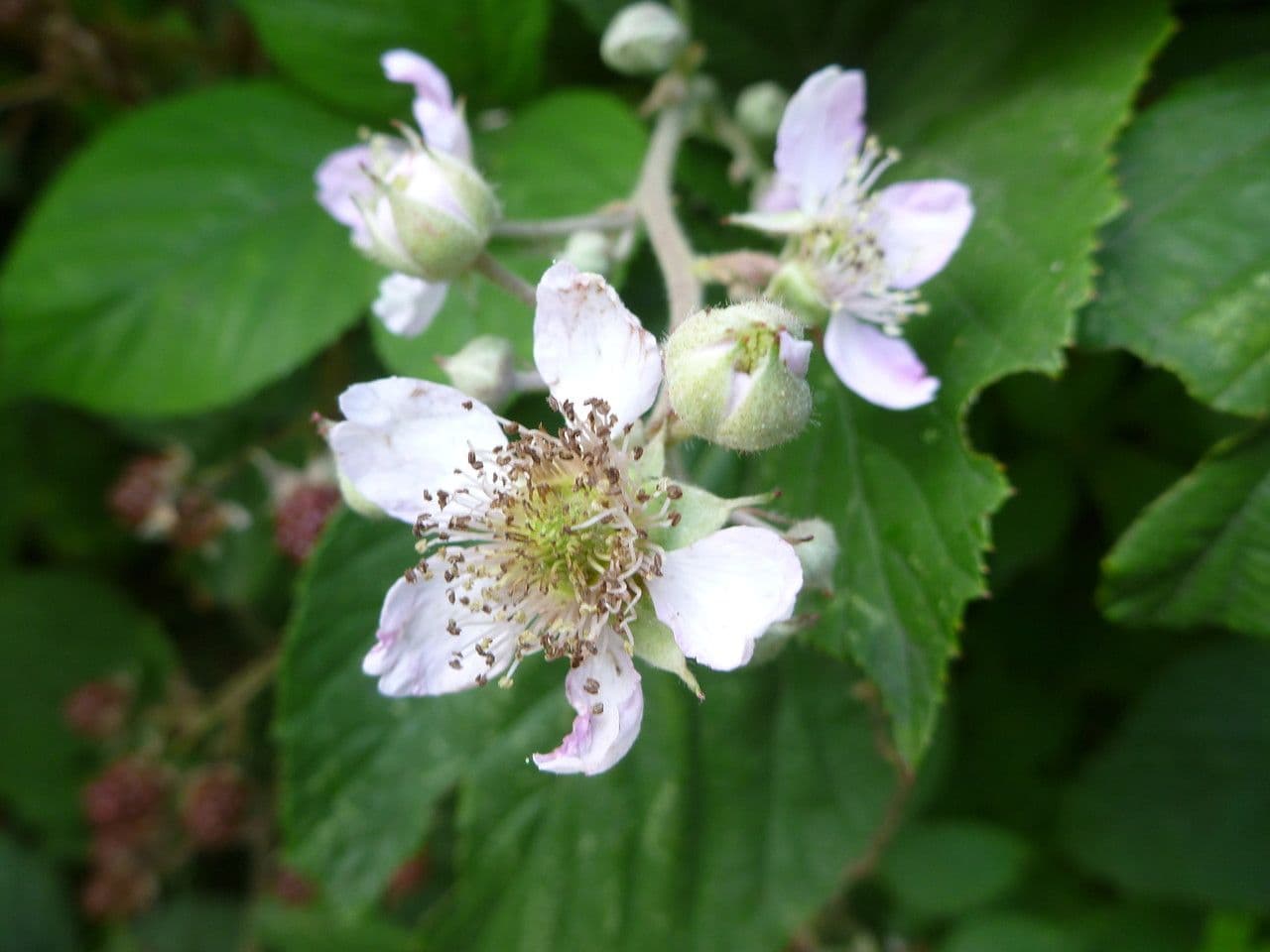Großblättrige Brombeere 8