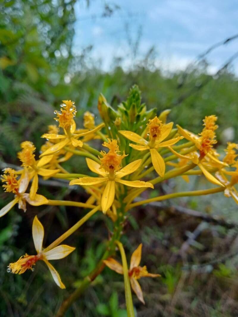 Epidendrum