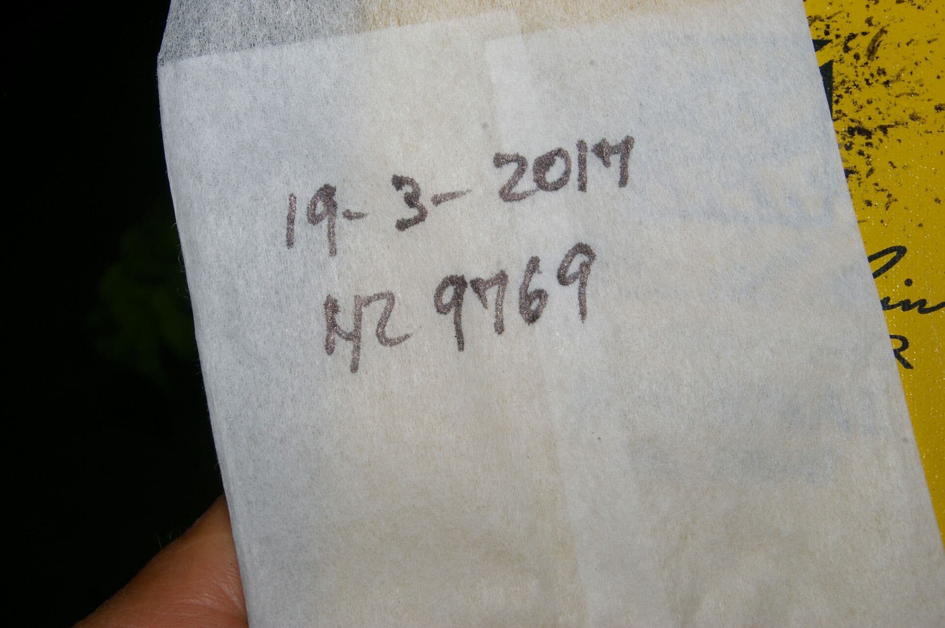 Dialium guianense 17