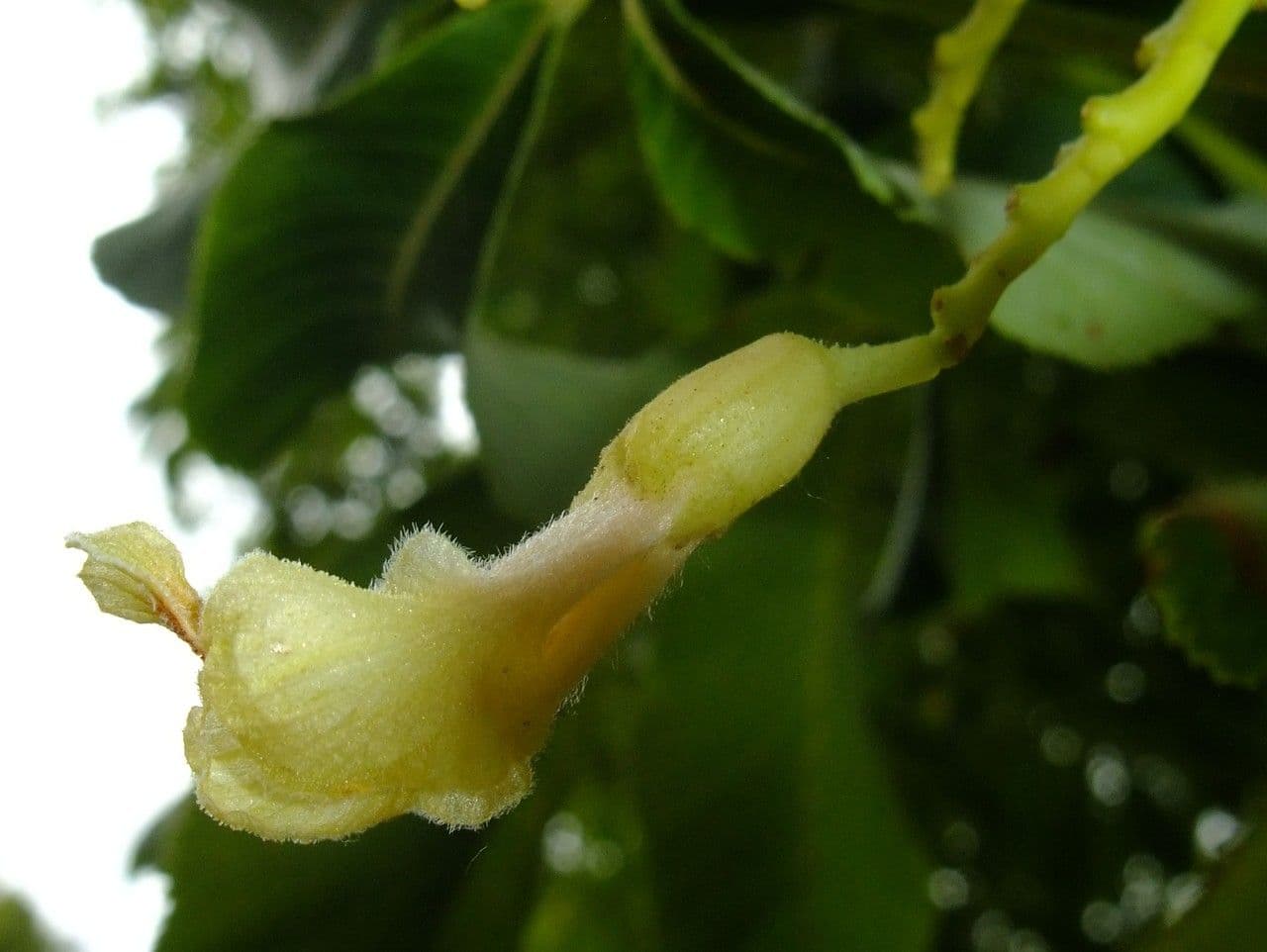 Ippocastano giallo 14