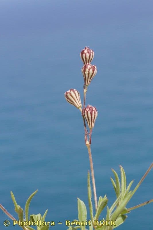 Silene secundiflora 24