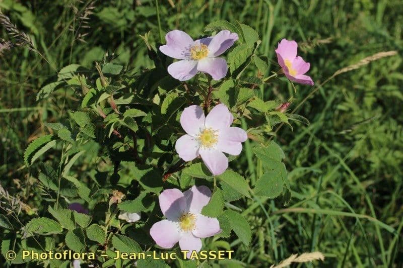 Weiche Rose 14
