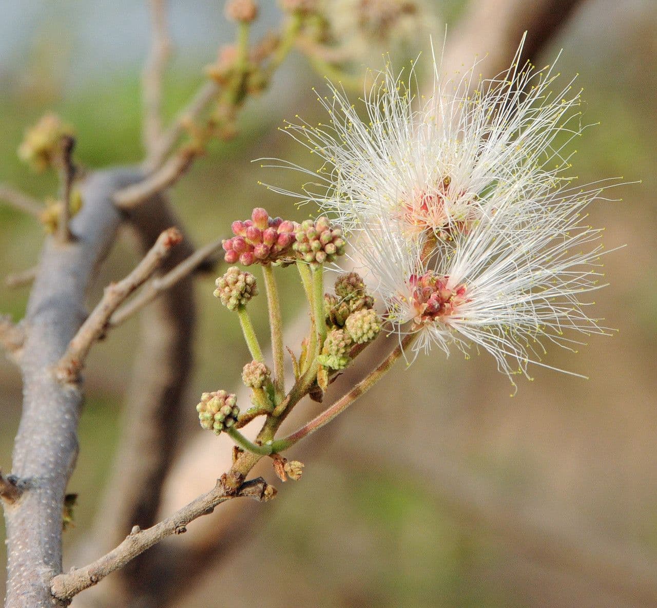 Albizia 9
