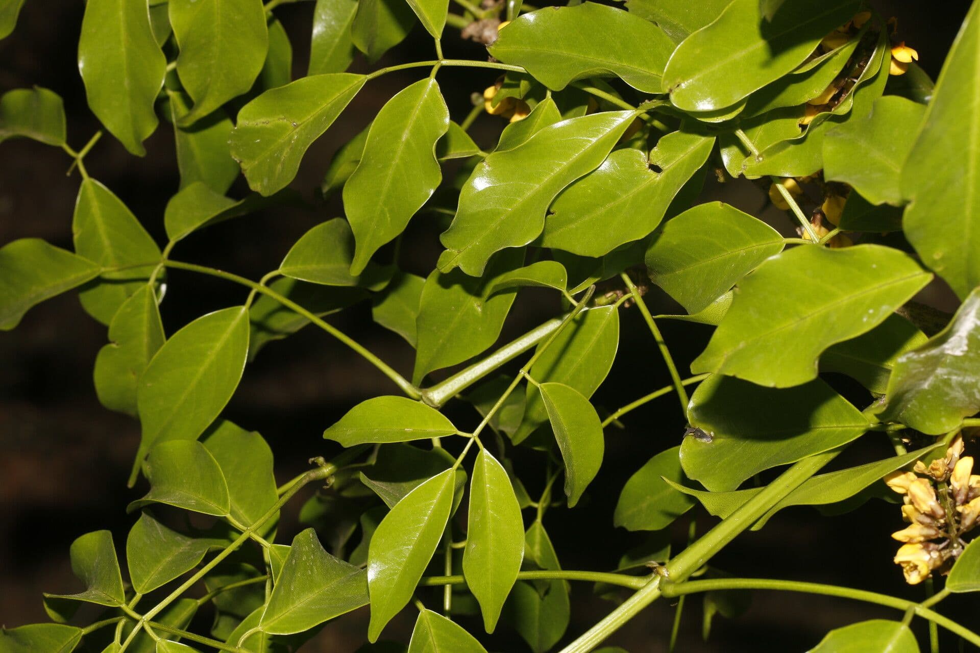 Platymiscium 8
