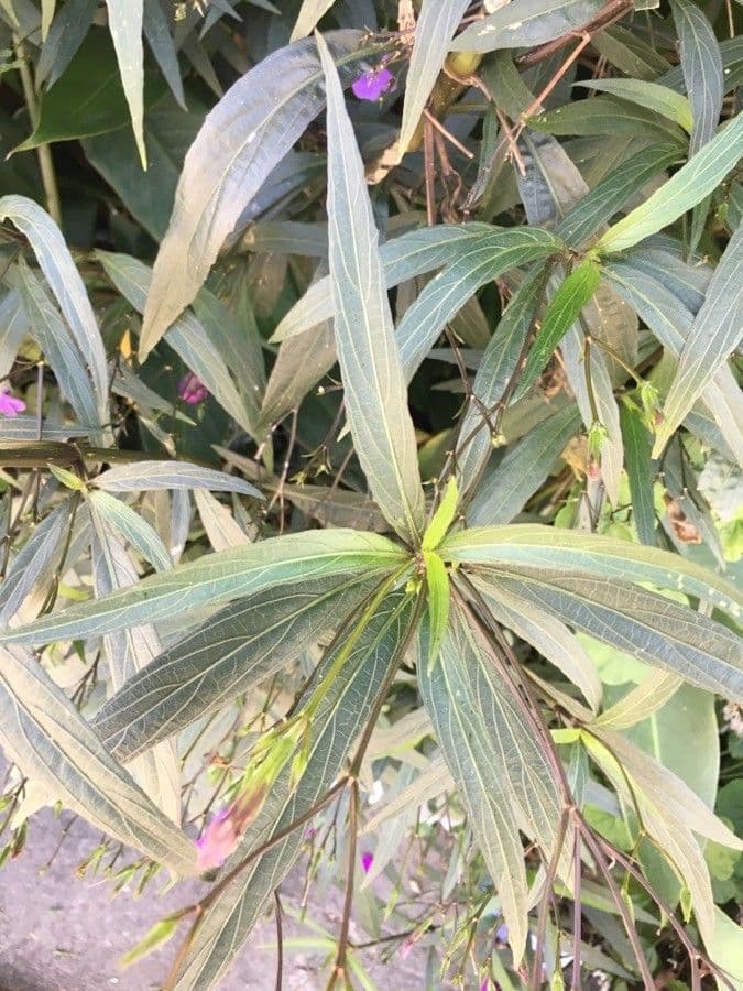 Ruellia simplex 19