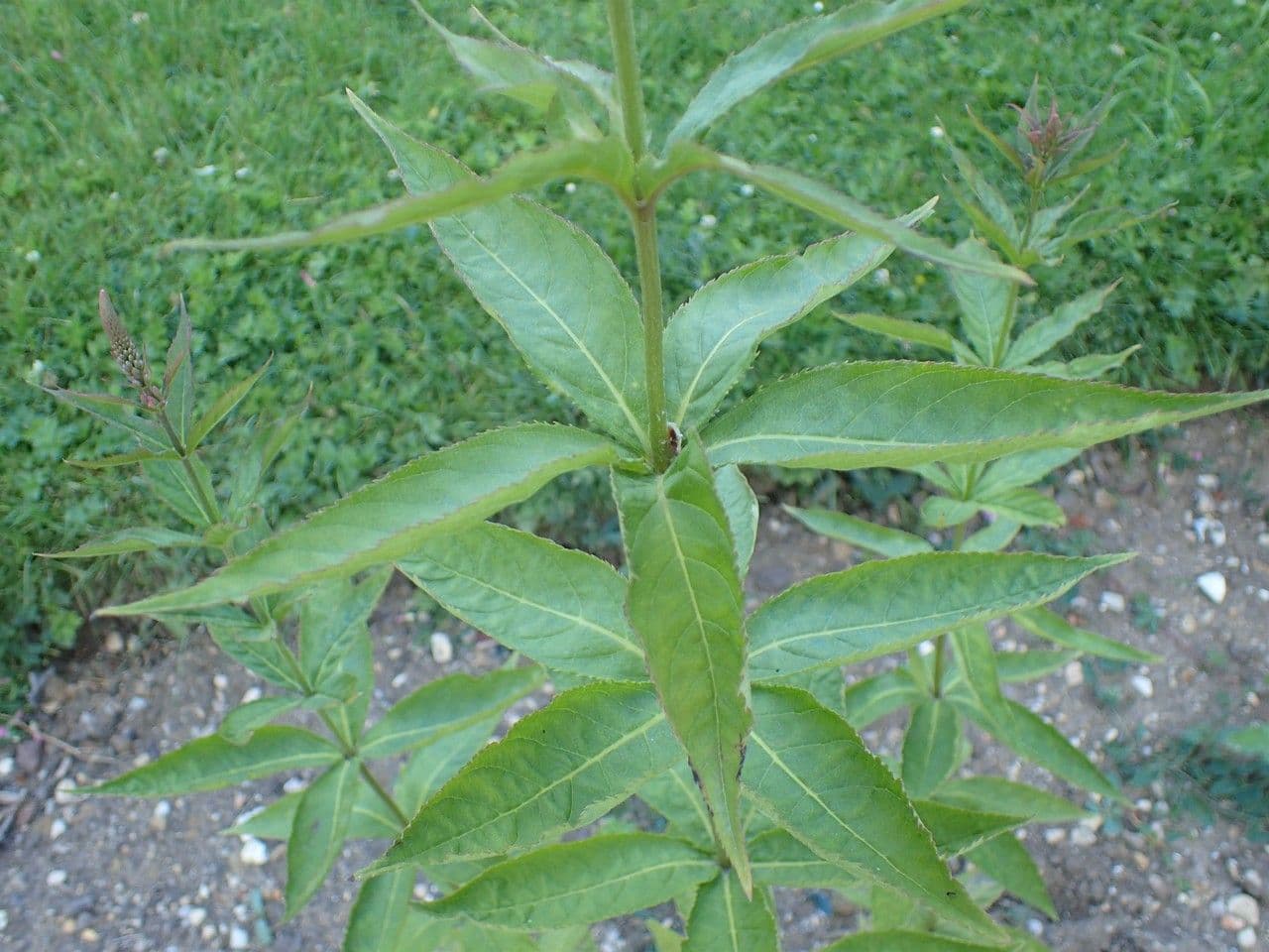 Veronicastrum 18