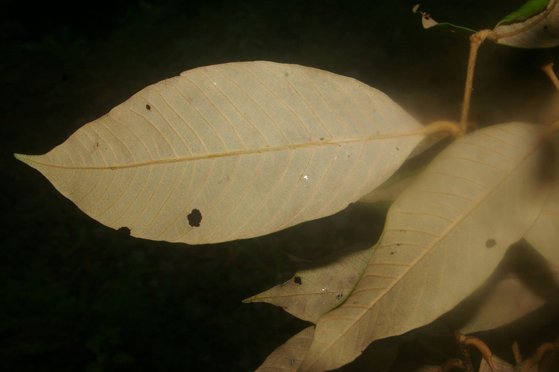 Parinari excelsa 5