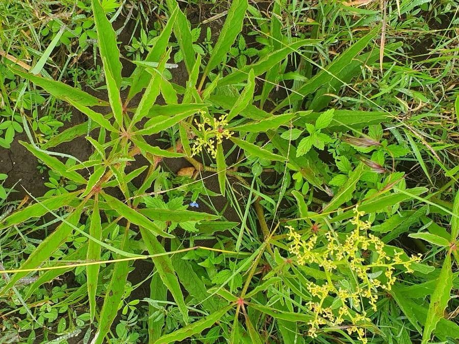 Cyphostemma 12