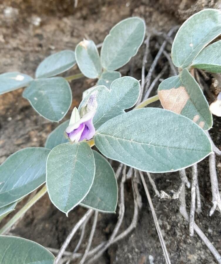 Cologania messicana 4