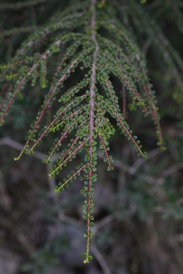 Erythroxylum 2