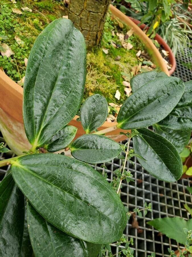 Drüsenblütige Cavendishia 4