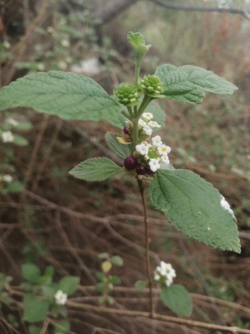 Lippia alba