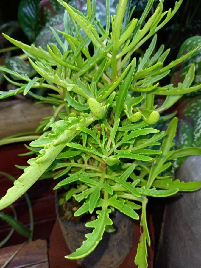 Kalanchoe 13