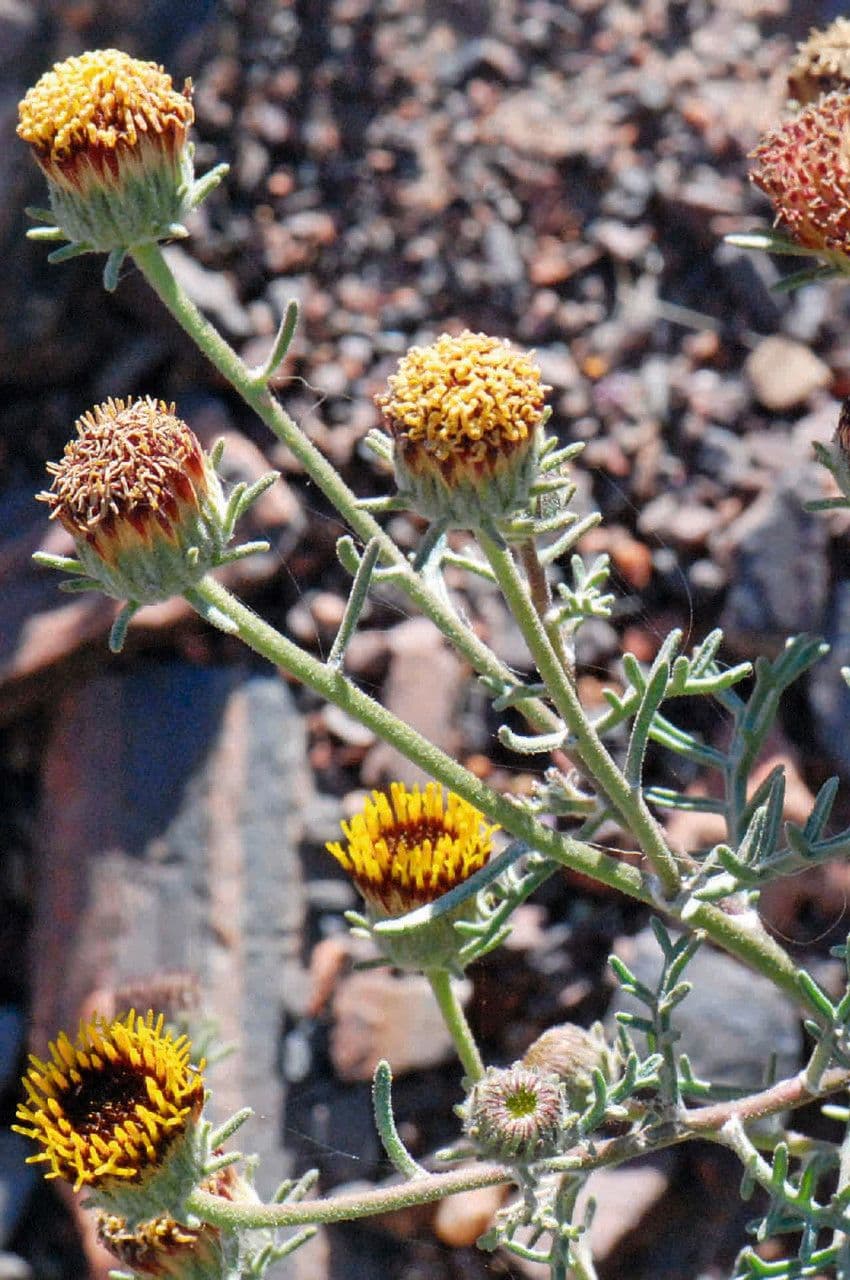 Perralderia 3